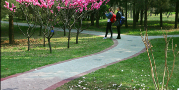 落花季节.jpg